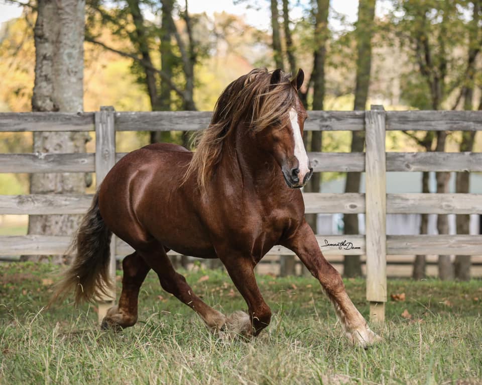 Red Fresian Stallion Iron man